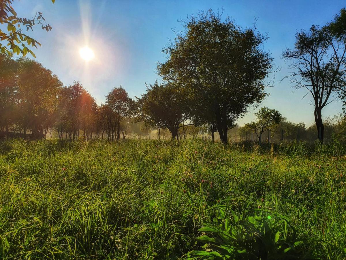 La Romaneasa Săpînţa Exteriér fotografie