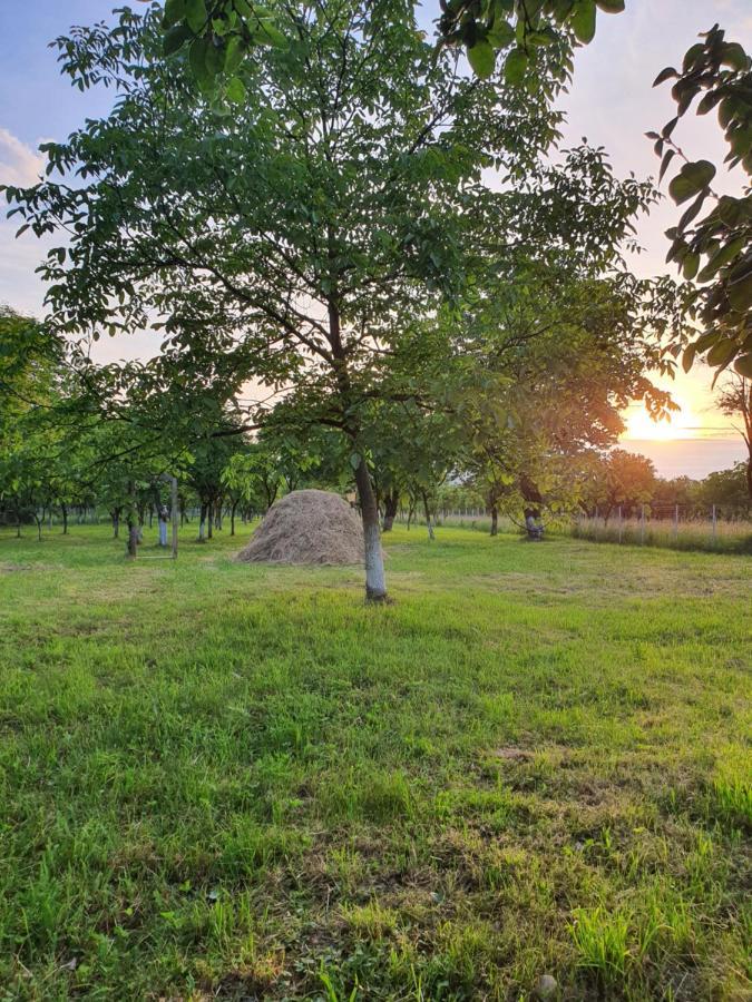 La Romaneasa Săpînţa Exteriér fotografie