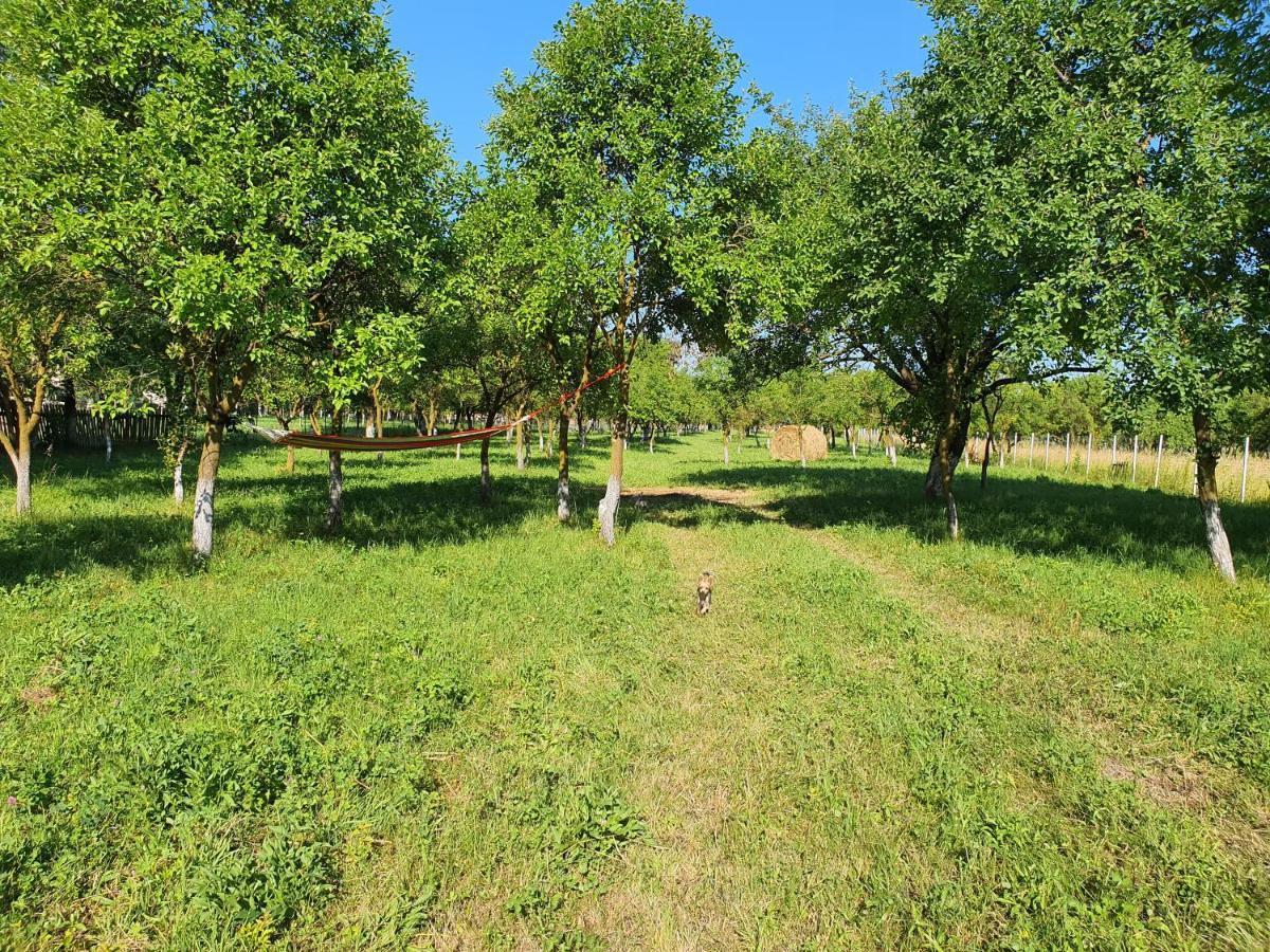 La Romaneasa Săpînţa Exteriér fotografie